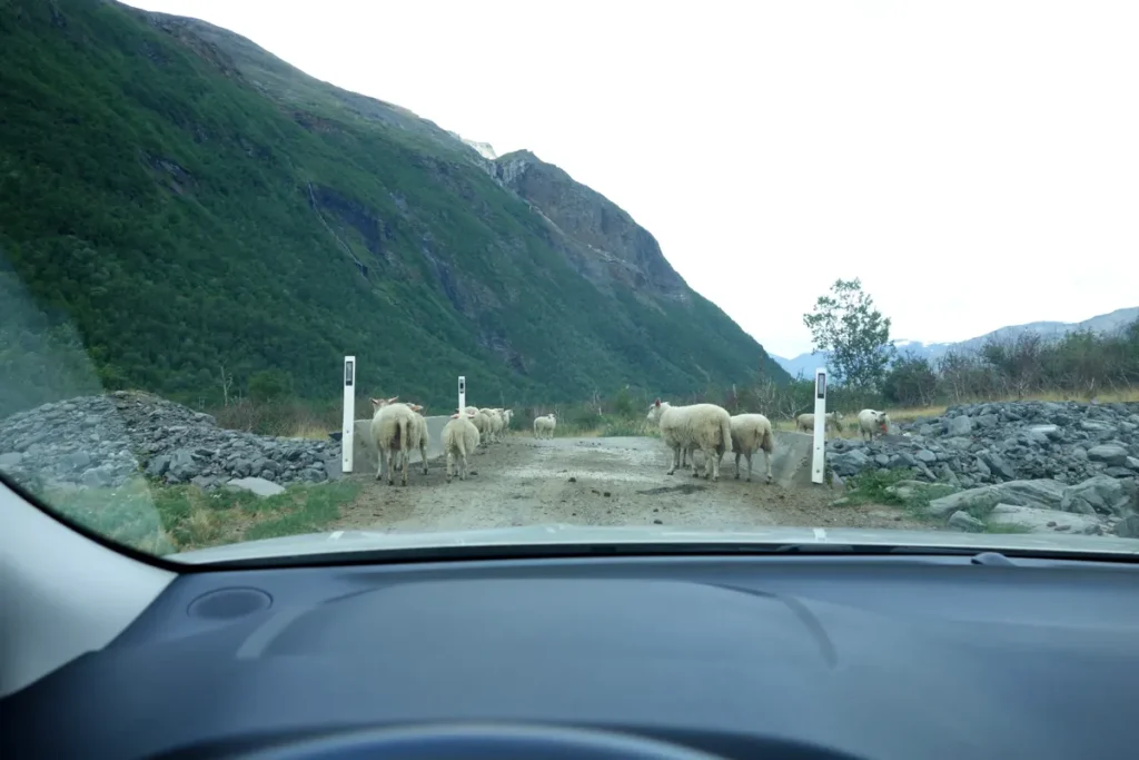 Sheep on gravel road