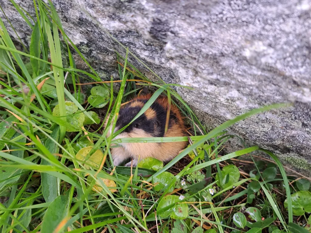 Lemming on the trail